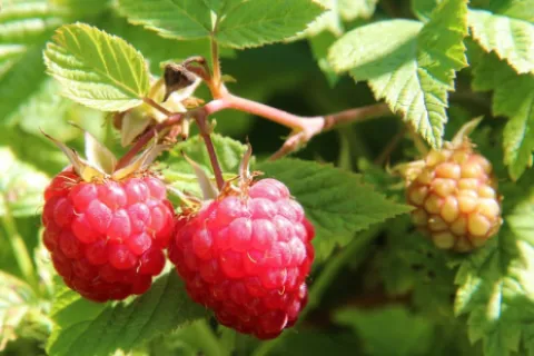 Cultura de zmeură. Totul despre plantare și îngrijire