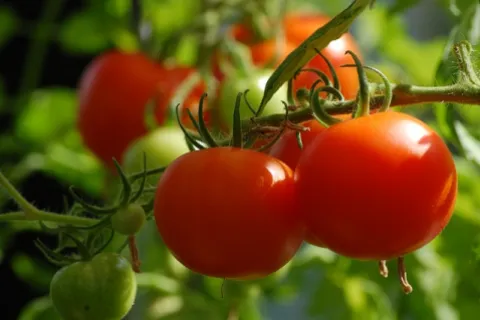 Dăunători la tomate. Metode de combatere a celor mai frecvente boli care afectează roșiile