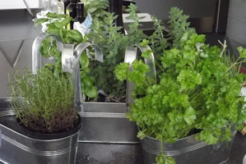 Cele mai populare și ușor de cultivat plante aromatice