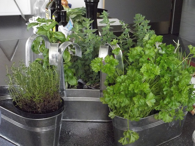 Cele mai populare și ușor de cultivat plante aromatice