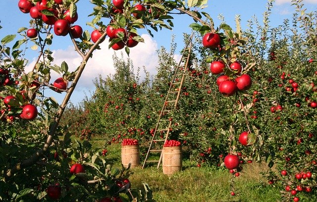 Ghid complet de plantare a pomilor fructiferi