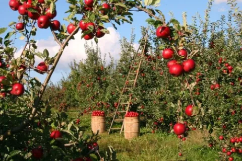Ghid complet de plantare a pomilor fructiferi