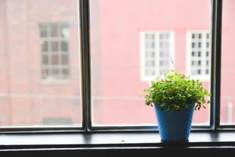 Top 15 cele mai rezistente plante și flori de grădină