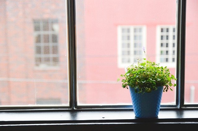 Top 15 cele mai rezistente plante și flori de grădină