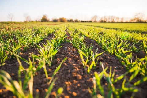 Ghid complet de soluții eco pentru un sol mai roditor
