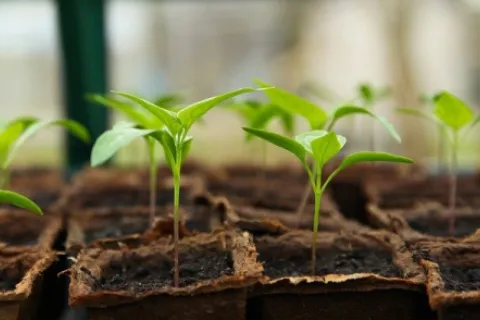 Plante care se cultivă în ianuarie în grădină și seră