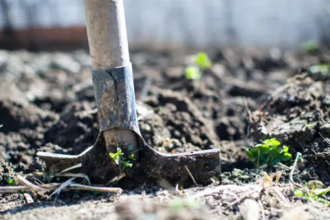 Cum scapi de buruieni cu ajutorul erbicidelor naturale