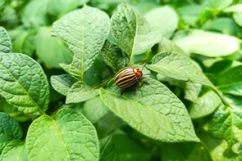 Cele mai bune insecticide pentru stropirea cartofilor