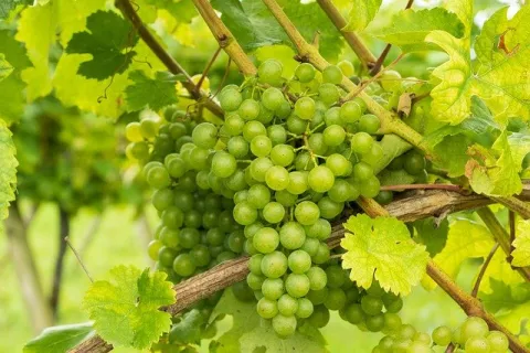 Cele mai eficiente fungicide pentru tratarea viței de vie