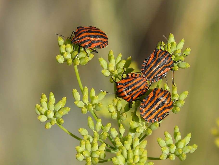 Insecticide bio pentru grădina ta