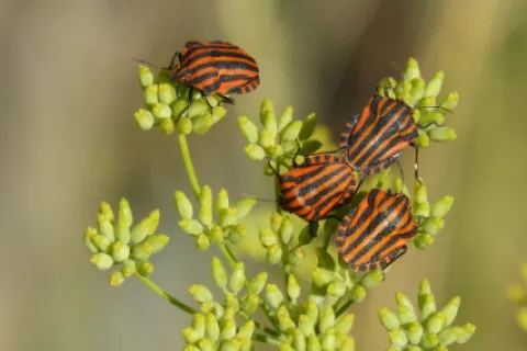 Insecticide bio pentru grădina ta