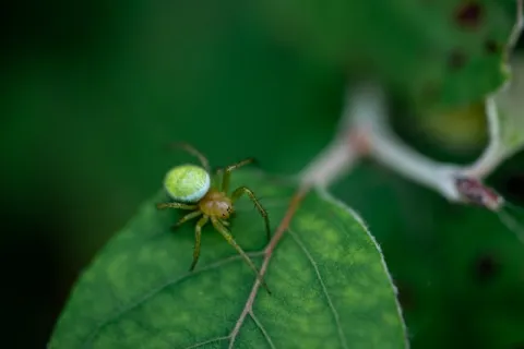 Insecticide acaricide: ce sunt și la ce pot fi folosite?