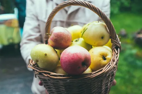 Insecticide și fungicide permise în agricultura ecologică