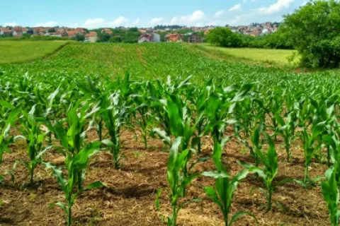 Fertilizarea porumbului: Cum, când și în ce doze se aplică?