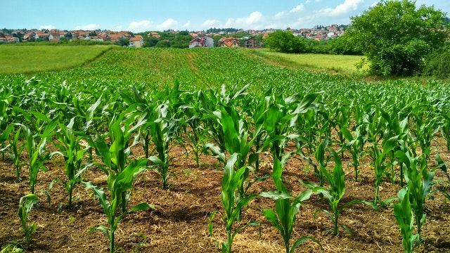 Fertilizarea porumbului: Cum, când și în ce doze se aplică?