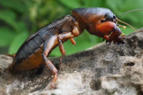 Combaterea coropișnițelor: Ce insecticid folosim?