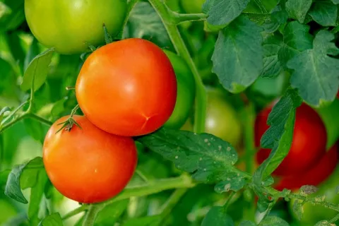 Cultura roșiilor: Plantare, îngrijire și dăunători [Ghid complet]