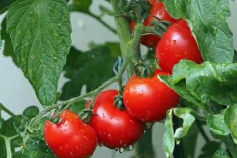 Tuta absoluta (Molia minieră a tomatelor): Cum poate fi combătută?
