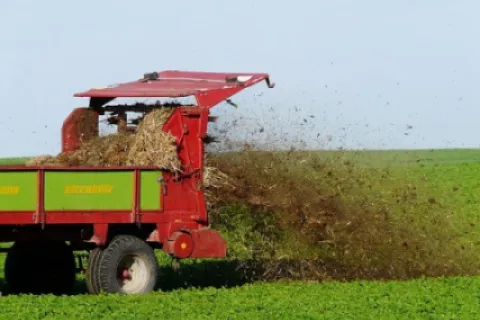 Cele mai bune îngrășăminte naturale: Clasificare și avantaje