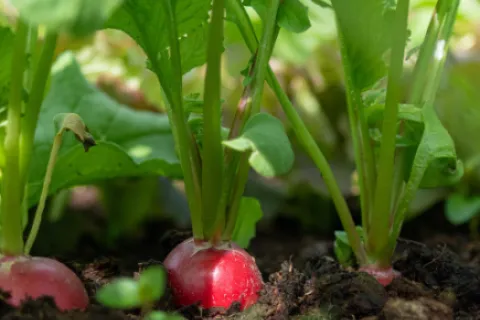 Ridichi – Tot ce trebuie să știi despre cultivarea ridichilor
