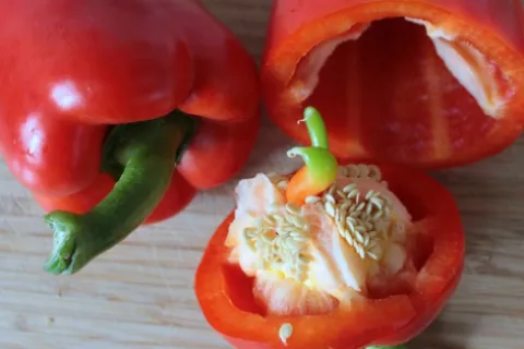 Tot ce trebuie să știi despre înmulțirea plantelor legumicole