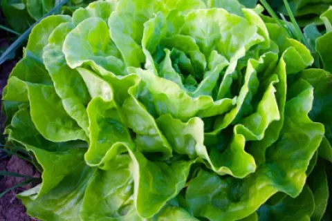 Salata verde – tot ce trebuie să știi despre cultivarea ei