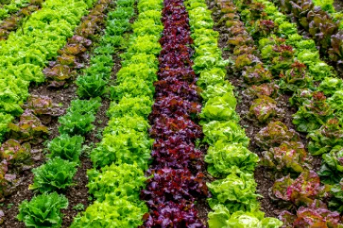 10 recomandări pentru a înființa propria ta grădină de legume