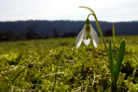 Ce lucrări agricole se fac în luna februarie?