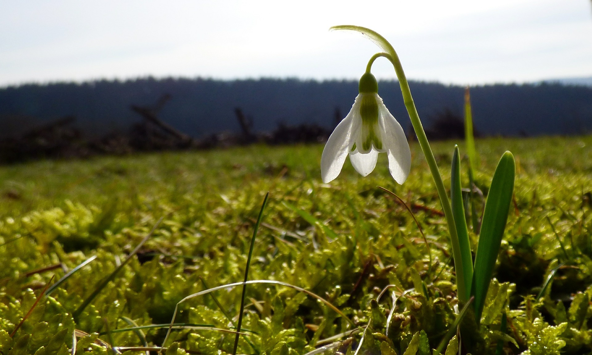Ce lucrări agricole se fac în luna februarie?