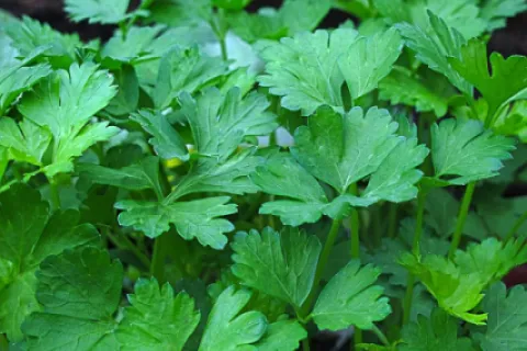 Pătrunjelul – Tot ce trebuie să știi despre cultivarea lui