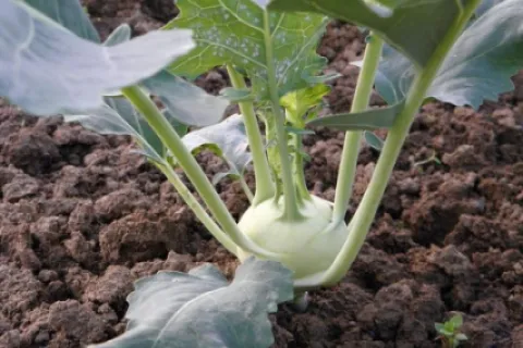 Gulia – tot ce trebuie să știi despre cultivarea guliei