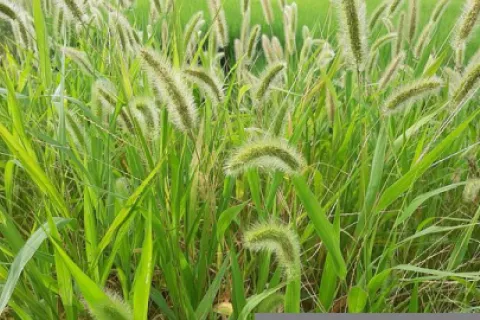 Ce este mohorul verde și cum scapi de el?