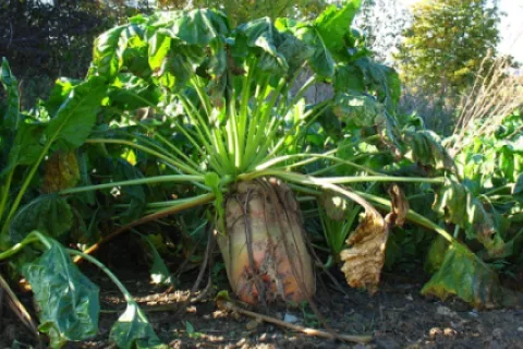 Sfecla furajeră – tot ce trebuie să știi despre cultivarea ei