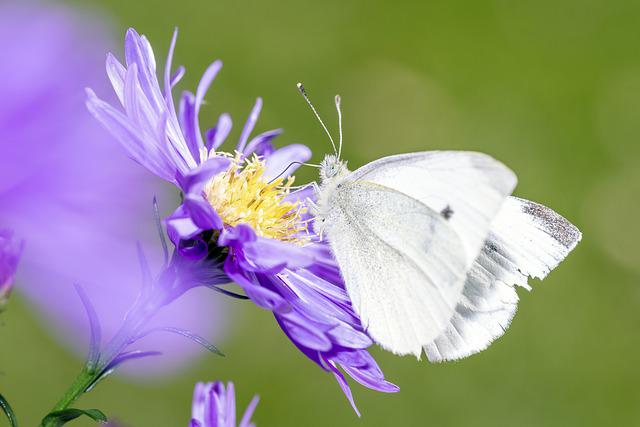 Biopesticidele – Tot ce trebuie să știi despre biopesticide
