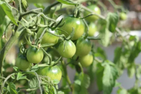 Făinarea tomatelor – tot ce trebuie să știi