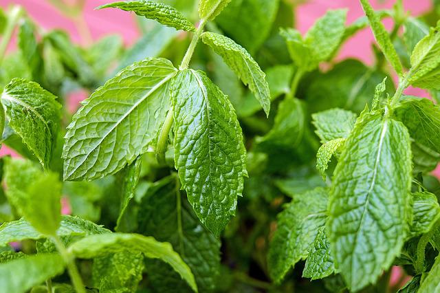 Menta – tot ce trebuie să știi despre mentă