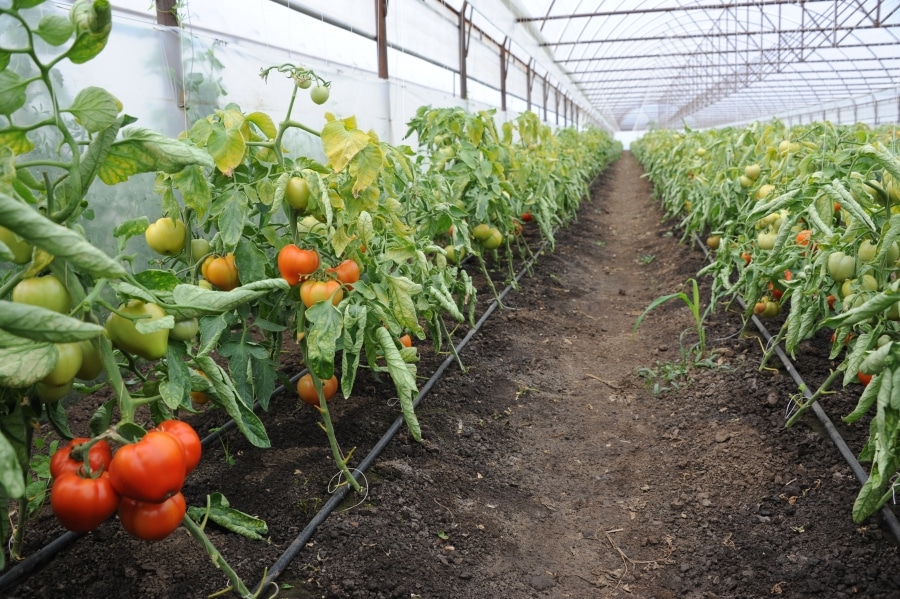 Cele mai bune soiuri de rosii pentru solar. Cand le cultivi si cum le ingrijesti?