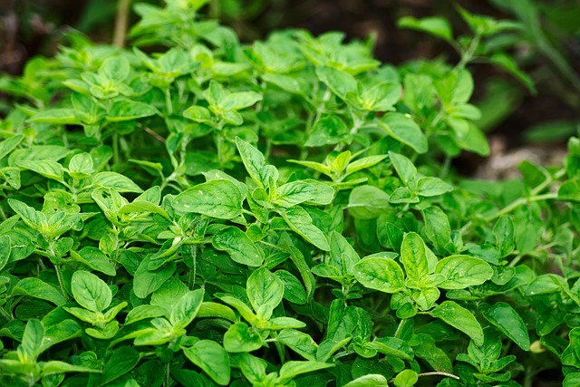 Oregano – tot ce trebuie să știi despre cultivarea plantei