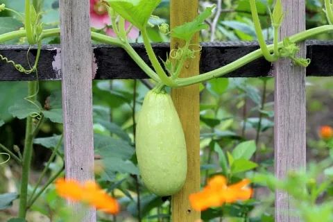Dovlecelul – Tot ce trebuie să știi despre cultivarea dovlecelului