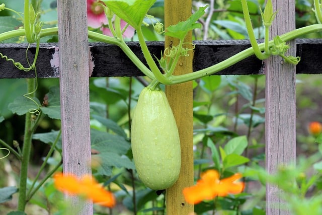 Dovlecelul – Tot ce trebuie să știi despre cultivarea dovlecelului