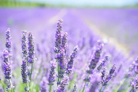 Lavanda – tot ce trebuie să știi despre cultura de lavandă