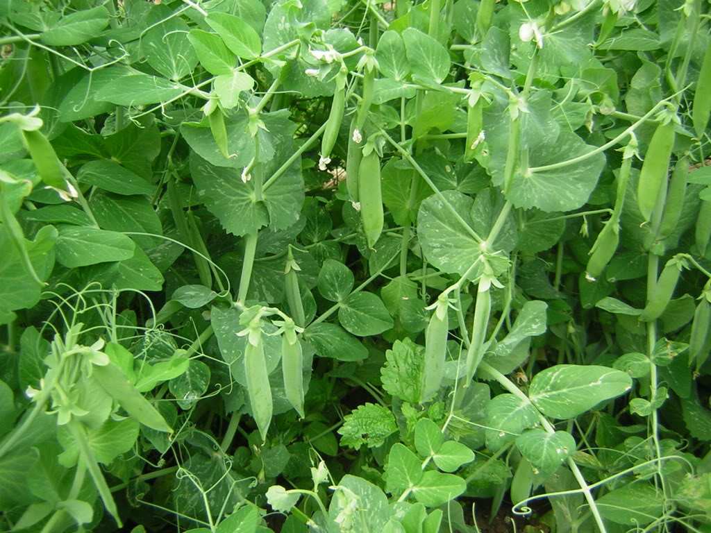 Cand se planteaza mazarea de toamna? Secretul unei recolte bogate si sanatoase