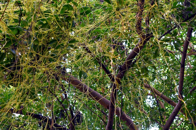 Cuscuta – cum se identifică și se combate
