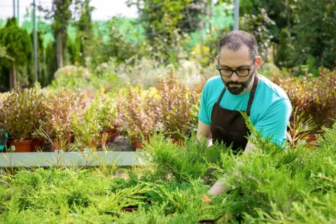 Cand se planteaza tuia? Tips & Tricks pentru a fi sigur ca se va prinde