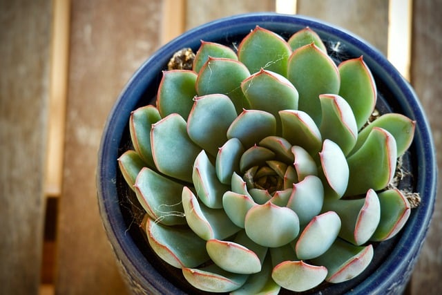 Acarieni la plantele ornamentale? Află cum îi identifici și combați!