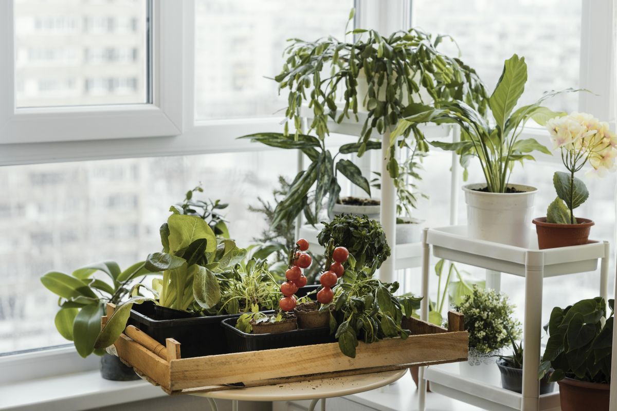 Tips & Tricks pentru a-ti face o gradina de legume moderna la bloc