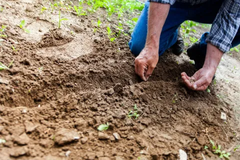 Principalele lucrări agricole în aprilie