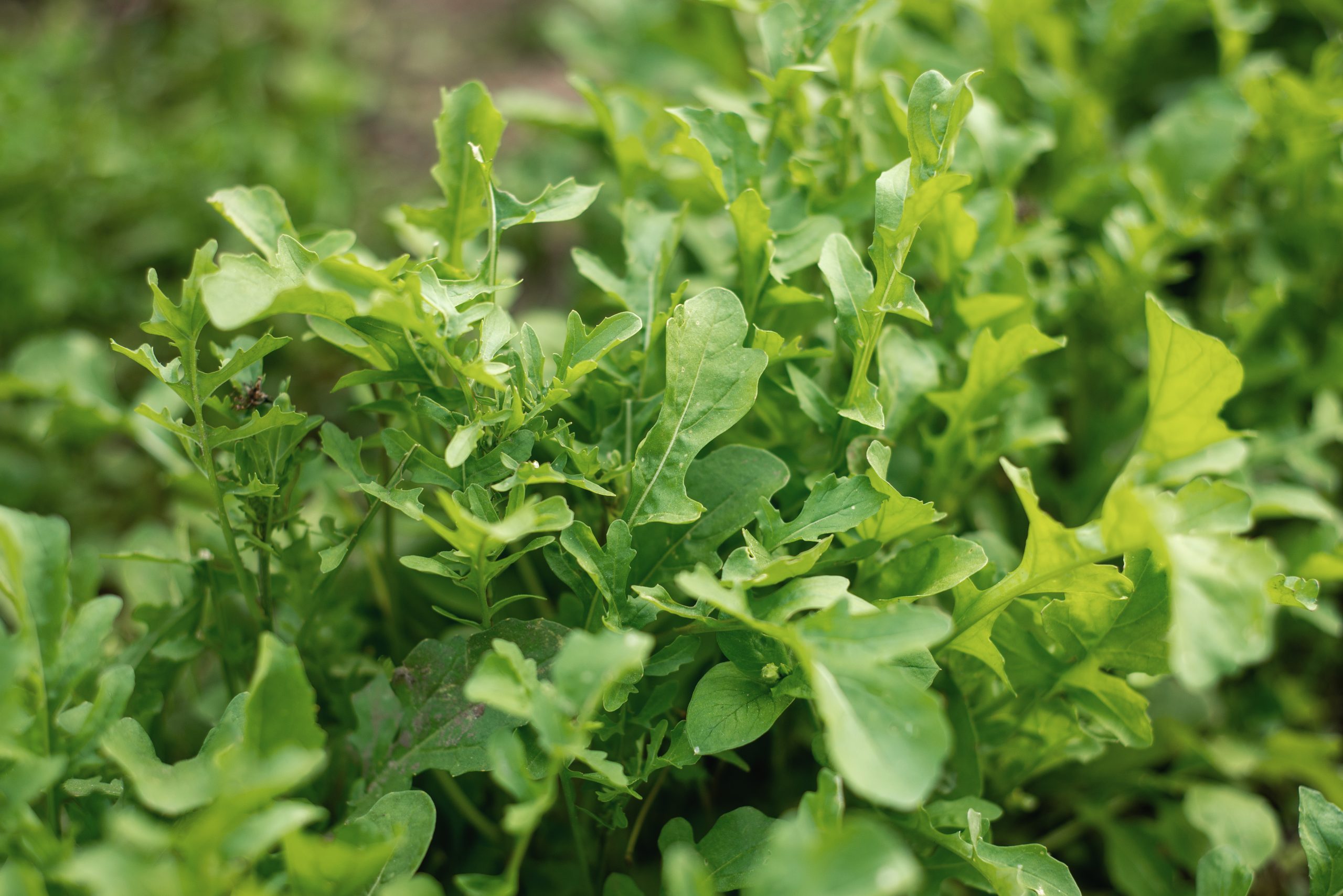 Rucola – tot ce trebuie să știi despre cultivarea acestei plante