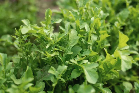 Rucola – tot ce trebuie să știi despre cultivarea acestei plante