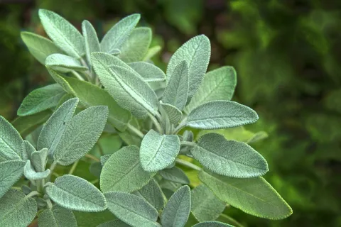 Salvia – tot ce trebuie să știi despre salvie